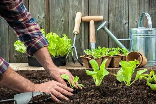 Operatives assessing a dense urban courtyard garden