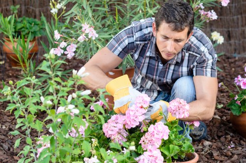 A man wearing a blue plaid shirt and jeans is kneeling in a garden, carefully pruning pink flowering plants with garden shears during daylight hours. The garden features a variety of lush green foliage, including flowering bushes and small plants, with visible soil and mulch surrounding the plants. In the background, potted plants and other greenery are arranged along what appears to be a well-maintained outdoor space, possibly in a residential area in Barbican. The scene reflects a mild, bright day suitable for outdoor gardening, emphasizing the importance of regular plant maintenance and landscaping care that services like hedge trimming and garden upkeep from Hedge Trimming Barbican can support to enhance such outdoor environments.
